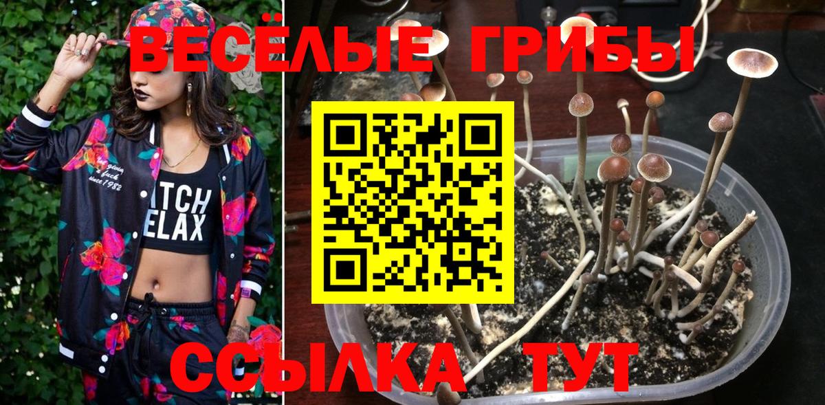 Псилоцибиновые грибы Cubensis  Вход с VPN  Сафоново 